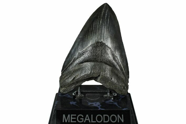 Fossil Megalodon Tooth - South Carolina #375813